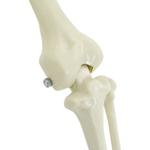 Halloween Dekorations Skelett 2 pcs Vit Polypropylen